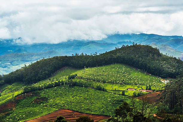Misty Kerala tea plantation hills